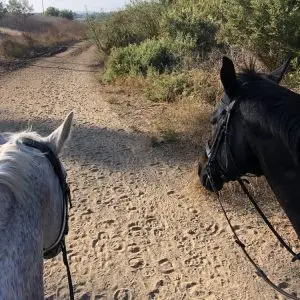 Horse Riding - $35 Annual Membership