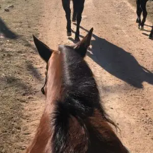 Horse Riding – $50 Single Day